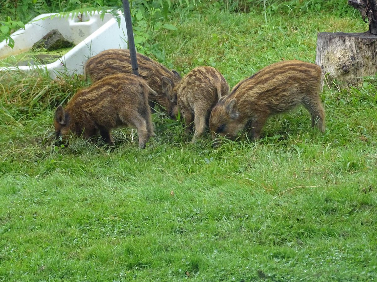 castlemainmill's tweet photo. When boarproof fencing doesn't work because they are too small and can get under it!!  Humbugs eating the bird food crumbs after the Greater Spotted Woodpecker had been in  castlemainmill  Parkend 
#wildboar #forestofdean #parkend https://t.co/qlffcdiONu
