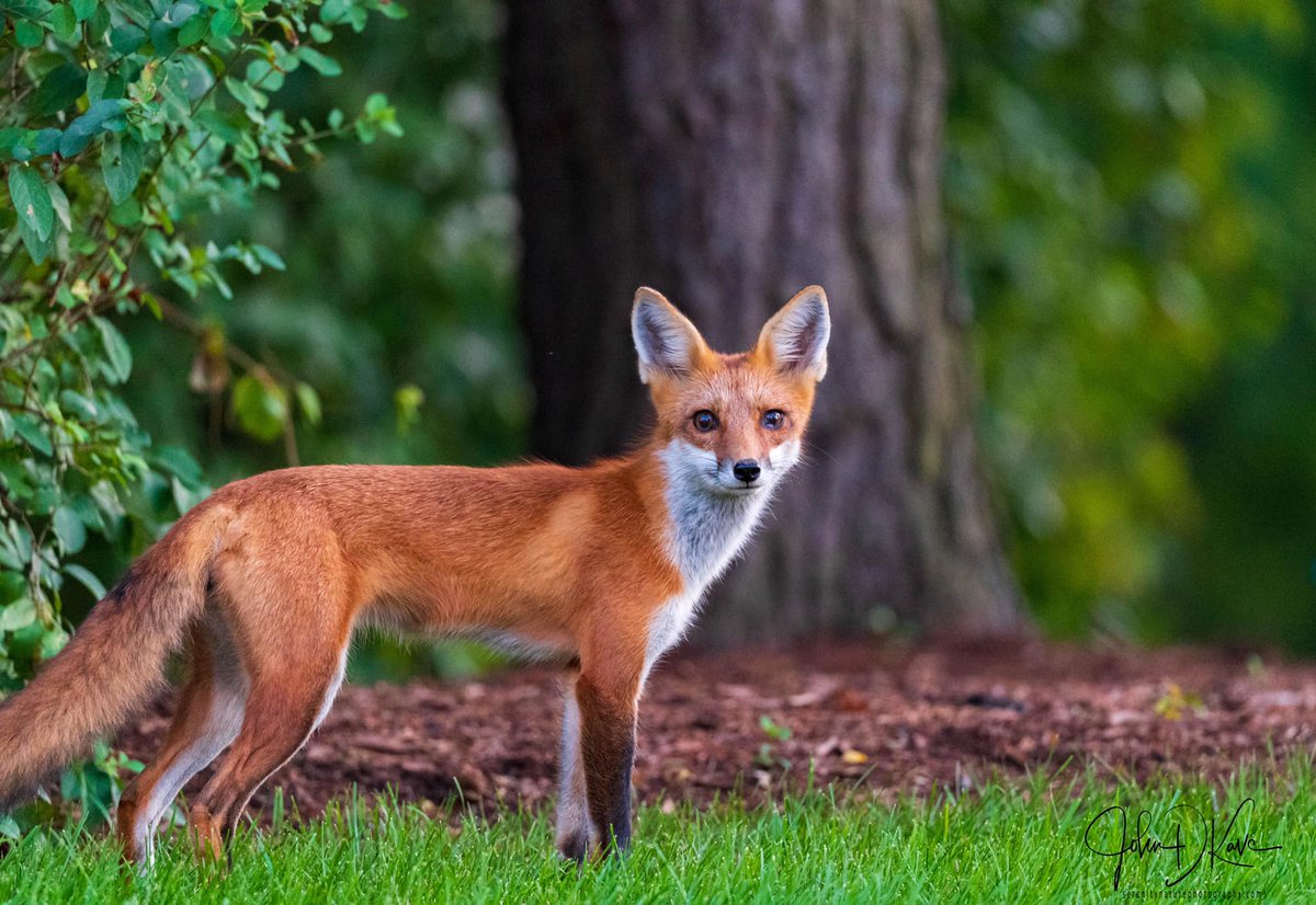 🦊 What DID the fox say? This beautiful red fox took an evening stroll through photographer John D. Kavc's neighborhood yesterday.
#fox #naturephotography #eveningstroll #wildlifephotography #wildlife #nature #DiscoverMCCD