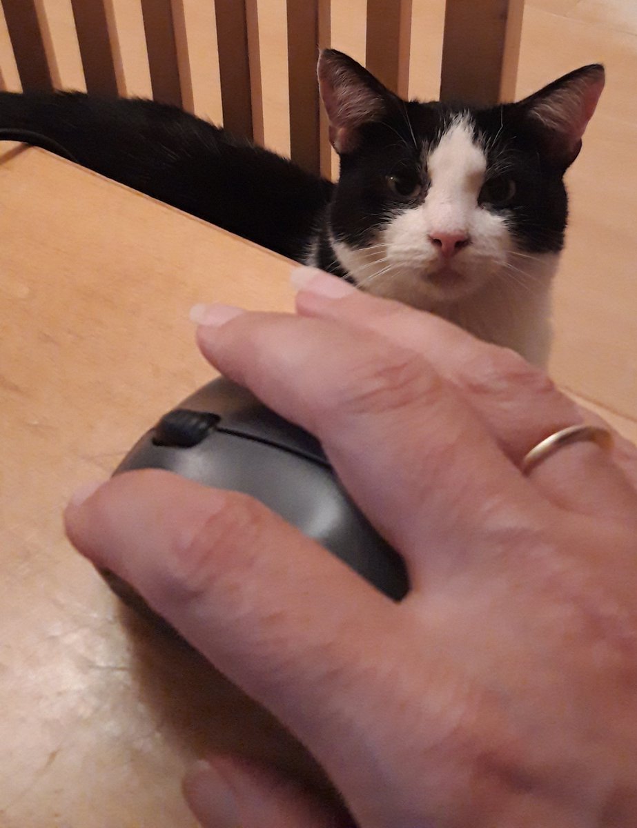Landinzicht_'s tweet photo. When joe thuis aan het werk bent een joe hebt het gevoel dat someone is watching...👀

#MaxSpam 😻

(@MissyFrissie) https://t.co/eYGNPrgycv