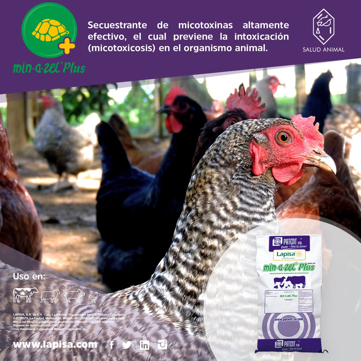 Lapisa tweet media