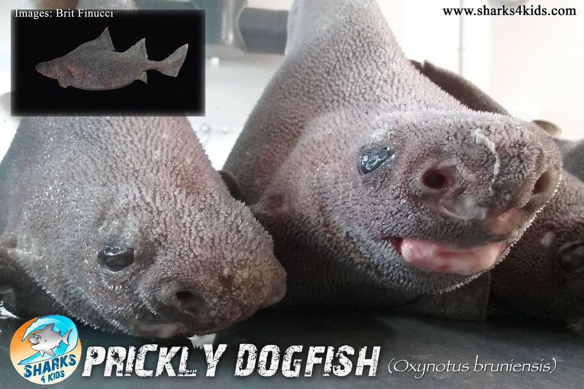 Sharks4Kids's tweet photo. August #Elasmobranch of the Month: Meet the Prickly Dogfish
https://t.co/kiFVKFPEhs
Follow @BritFinucci to learn more about this amazing shark!
#sharkeducation
#deepseasharks
#diversesharks https://t.co/FVMj5f63sx
