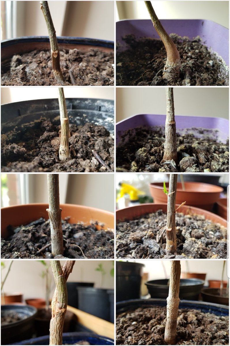 DrinkBaotic's tweet photo. Some of our healthy baobabs growing over on the Facebook #mybaobab group! 🌱🌿
Come Join us!
https://t.co/UQ4QRNBnp1 👈
.
#baobab #baobabs #baob #thetreeoflife #upsidedowntree
#bonsai #environmental #trees https://t.co/Nnrh4PpxZH
