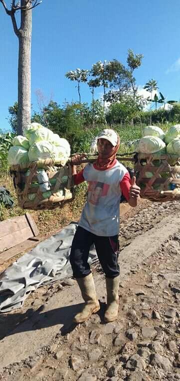 AtasWiroyoso's tweet photo. @kaesangp assalamualaykum selamat datang dari DESA PASURENAN BATUR BANJARNEGARA jadi kuli pikul sayuran dieng https://t.co/7dBqHHvECv