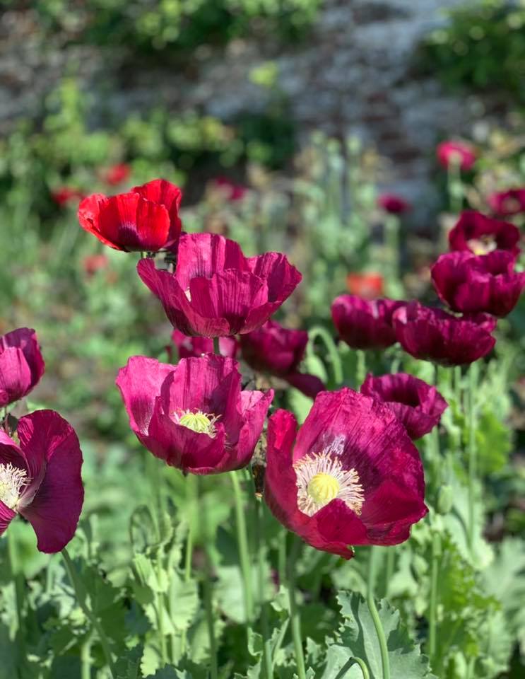 aroundaboutbrit's tweet photo. During a stay at Woodybanks Cottage B&B visit @parhaminsussex. This September, explore this superb Elizabethan family house & its award-winning gardens.
https://t.co/oTSEplAM98
#Amberley #Arundel #WestSussex #England #Holiday #ParhamHouse #Gardens #Photography #DayOut https://t.co/B3PO4eWWqK
