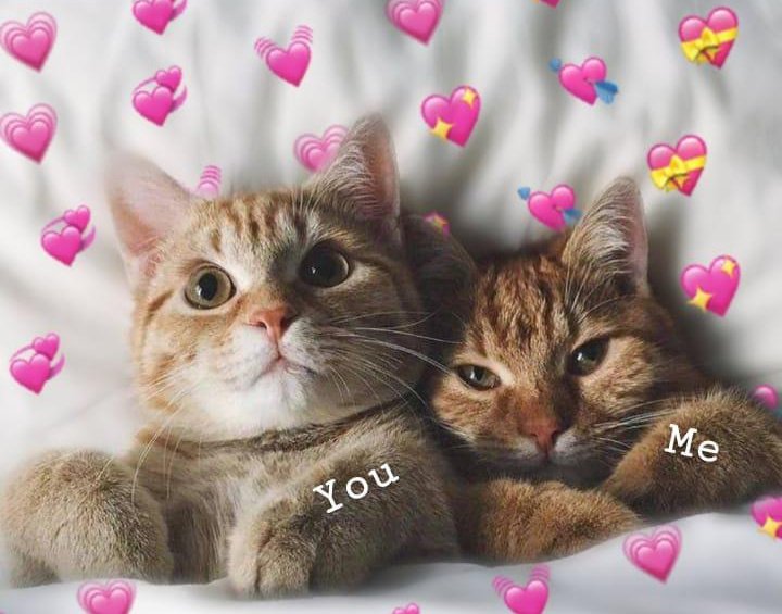 котики обнимаются арт. парные авы котики сердечки. котик с сердечком. милые котики. маленькие миленькие рисунки.