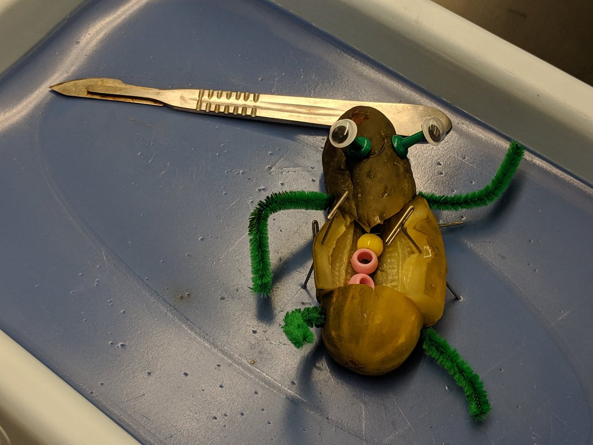 Kristin Griffith (@msgriffithchs) on Twitter photo I am finally back in the classroom! Practicing anatomical directions & body regions by performing a pickle autopsy #anatomy <a href="/CHSJackets_/">Colton High School</a> <a href="/HealChs/">ChsHealClub</a> I am finally back in the classroom! Practicing anatomical directions & body regions by performing a pickle autopsy #anatomy <a href="/CHSJackets_/">Colton High School</a> <a href="/HealChs/">ChsHealClub</a>