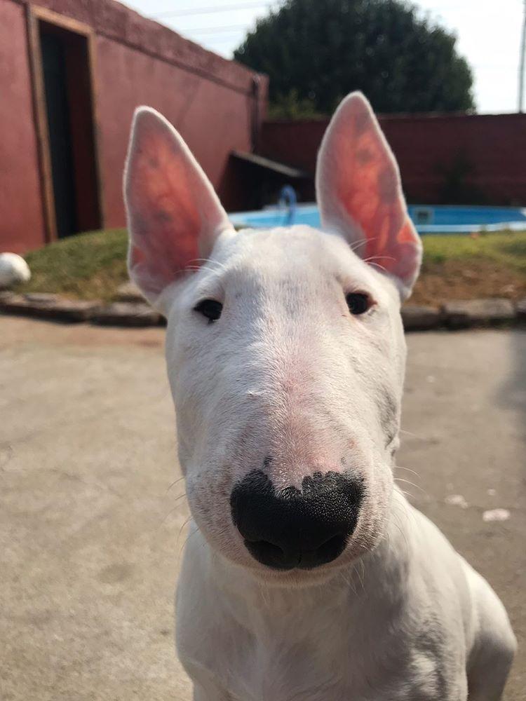 Fedeecarignano's tweet photo. es el más lindo? es el más lindo https://t.co/VLVwwZ8htL