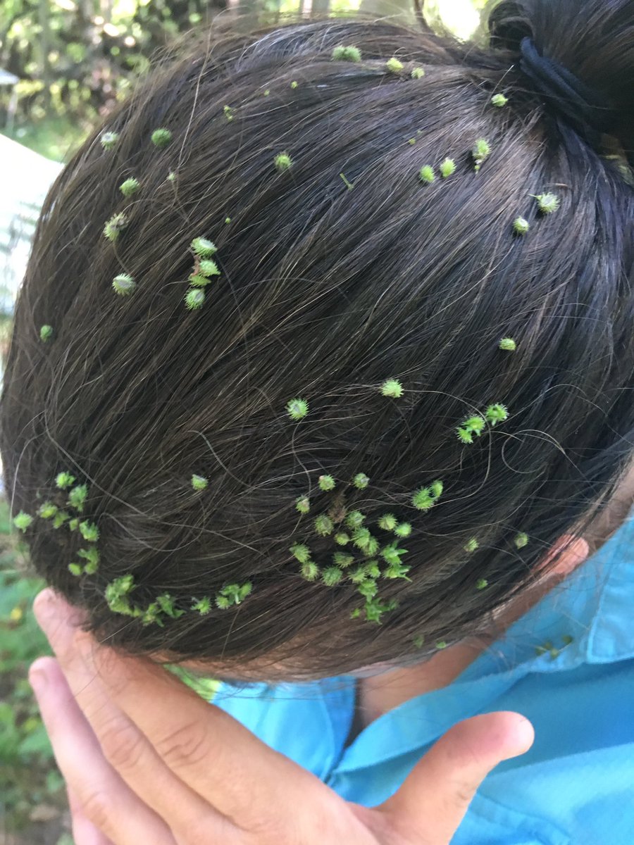 Bind weed and black snake root, it’s the new hair accessories #lankaulab #forestresearch