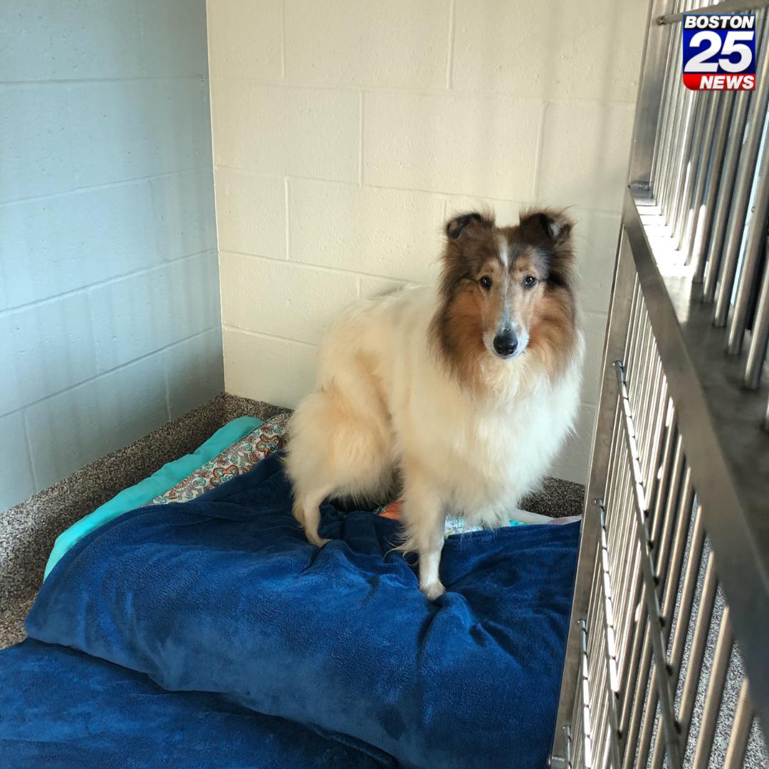 boston25's tweet photo. ADOPTION OPPORTUNITY🐶: Seven collies rescued from a property in Maine need a loving place to call home. Are you the answer to the call? 🐶 https://t.co/zUPSJOGh3G #boston25 #AdoptDontShop https://t.co/0L5nyqGIlg