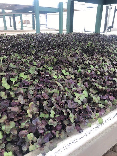 GFT2day's tweet photo. Our West Regional Coordinator visited @azmicrogreens yesterday to check out how they are gearing back up for a new season, as they take a break during the heat of the summer. Soon all of their growing tables will be filled with nutrient dense microgreens! Thanks for having us! https://t.co/H134d1dBQI