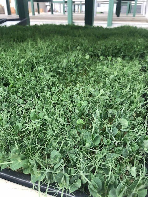 GFT2day's tweet photo. Our West Regional Coordinator visited @azmicrogreens yesterday to check out how they are gearing back up for a new season, as they take a break during the heat of the summer. Soon all of their growing tables will be filled with nutrient dense microgreens! Thanks for having us! https://t.co/H134d1dBQI
