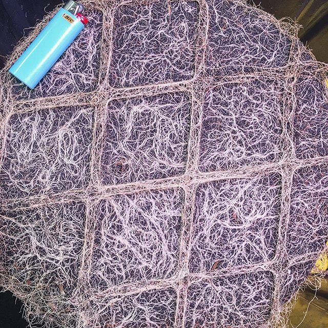 CapitalClones's tweet photo. #interesting #rootporn #grew through #5gal #smartpots 😍
😍
#grow #mmmp #michiganmedical #michiganmarijuana #organic #growyourown #cannabis #cannabiscommunity #weedporn #organicgardening #organicgarden #weeds #pot #thc #indica #sativa https://t.co/ulv9CYtEKv https://t.co/ImUKfcxB5p