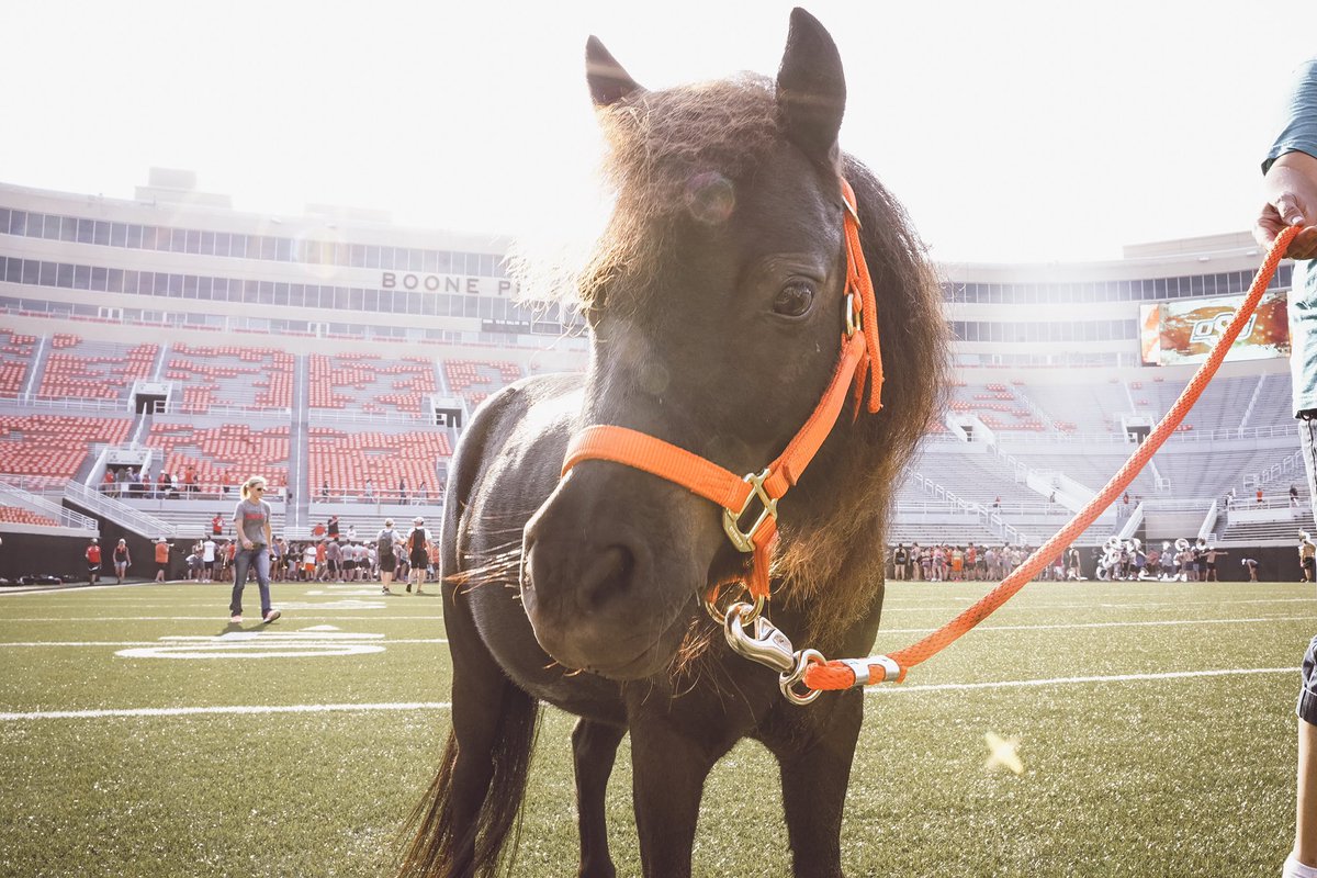 Your Wednesday just got better. Here's another 📸 of BB. 😍 #okstate  #GoPokes, image size:1200x800