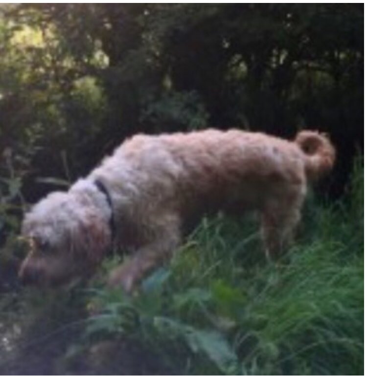 #SpanielHour ELLIE female #cockerpoo LOST 19/7/19 chipped & neutered LIGHT BROWN 
#Hackett ESCAPED FROM GARDEN Nr Ashmead Drive, #Cofton VERY FRIENDLY/about 18” longer haired at time 🐾🐾 where is she #PetTheftArmy 

doglost.co.uk/dog-blog.php?d…