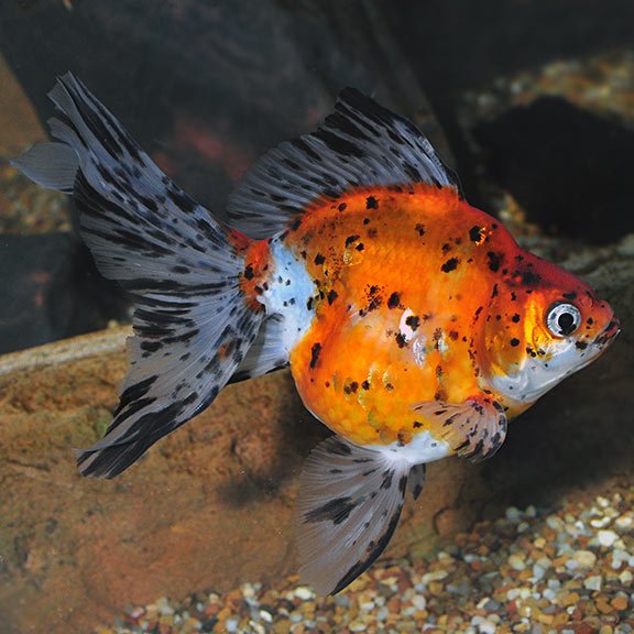 OmegaSeaLLC's tweet photo. The Calico Ryukin is animated with a palette of red, orange, and black markings against a field of pearl white. Goldfish are omnivores and enjoy Omega One Goldfish Flakes and Omega One Goldfish Pellets as a treat. #fishfeature #omegaone #omegasea https://t.co/AnoMGSJoQL