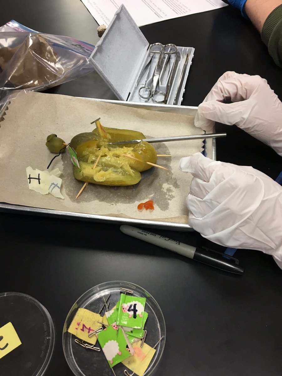SBarker53's tweet photo. KHS A&amp;P Ss learning terms with Pickle autopsy #kisdsecscience https://t.co/gUUicGHH2a