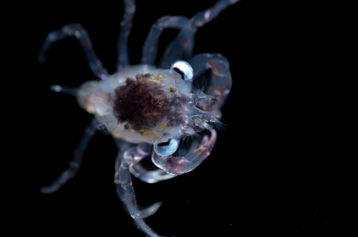 Peche Sportive C B Voici Un Petit Bebe Crabe Dormeur Renvoyez Toujours Les Crabes Femelles Red Rock Et Dungeness Dans L Eau Il Est Illegal De Les Garder T Co Dfalxmxsdq T Co Zukf9eqjwm Peche Sportive C B Voici Un Petit Bebe Crabe Dormeur Renvoyez Toujours Les Crabes Femelles Red Rock Et Dungeness Dans L Eau Il Est Illegal De Les Garder T Co Dfalxmxsdq T Co Zukf9eqjwm