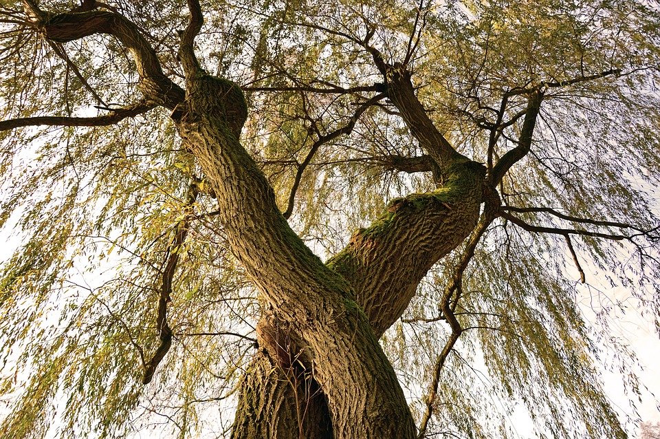 CharIsWriting's tweet photo. Two saplings dance
waltz in summer's
final breeze
a twist in time
and two are one
bound in lust's eternity
with room to grow
and space to breathe.
cln
#twisty #trees #poem
#lovestuff #poetryandtrash https://t.co/EwGd1qwIty