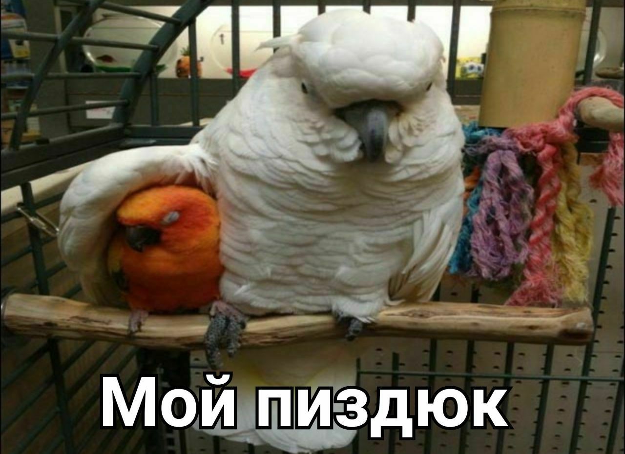 Смешные попугаи с надписями