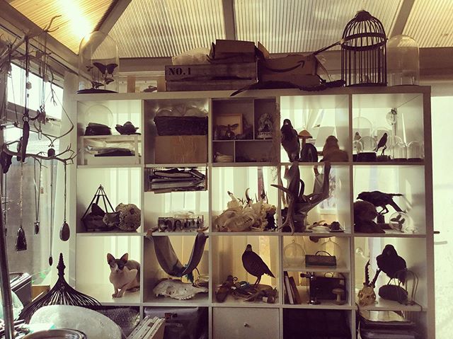 One of these things is not like the others.... #taxidermy #curio #curiosity  #dptaxidermy #odd #oddity #weird #goth #occult #cabinetofcuriosities #fossil #crystal #mineral #crystalhealing #treasuresoftheearth instagram.com/p/B1tr0VInVlK/