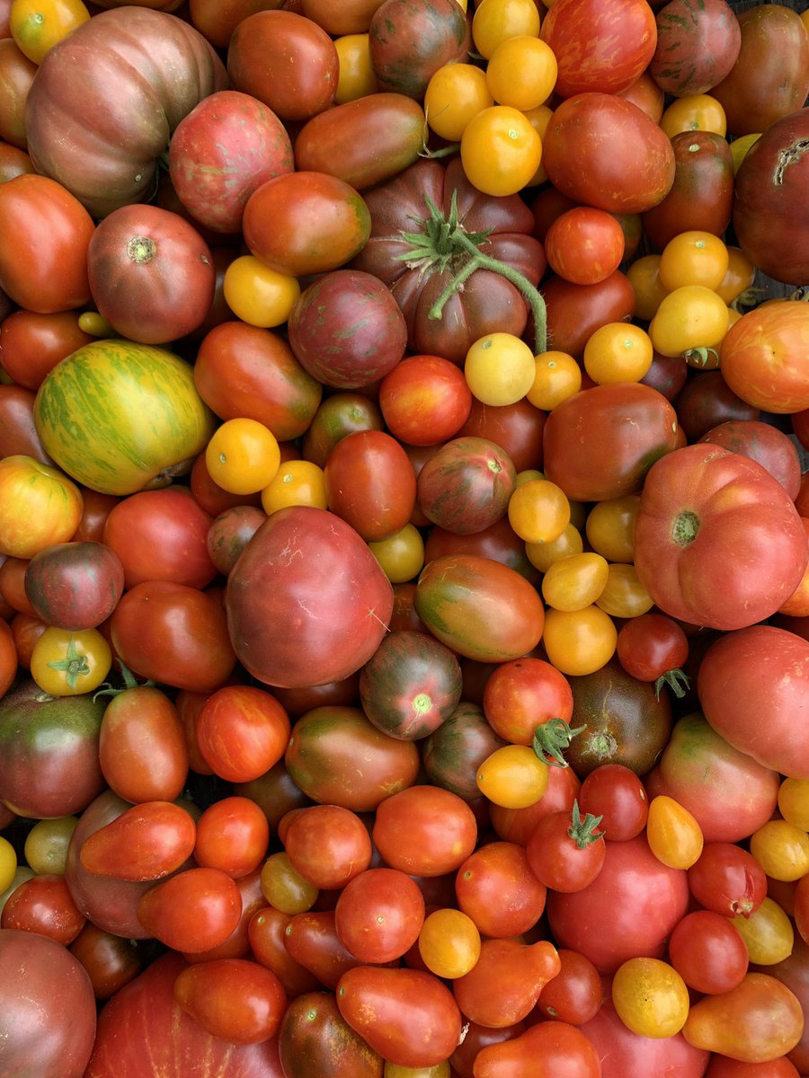 TerredeMonaco's tweet photo. Récolte du jour dans notre potager
au Monte-Carlo Bay ! 🌱🍅🍆🌶#400m2 #agricultureurbaine #potagerurbain #permaculture #gastronomie #mcgreenglam https://t.co/sQJKNKGQ4Z