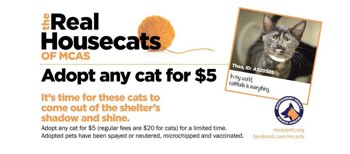MCASPets's tweet image. Meet #therealhousecats of #montgomerycountytx

Visit our fb cat album: bit.ly/mcascats

All cats and kittens can be adopted for $5 for a limited time! 
#thewoodlandstx #magnoliatx #tomballtx #conroetx
