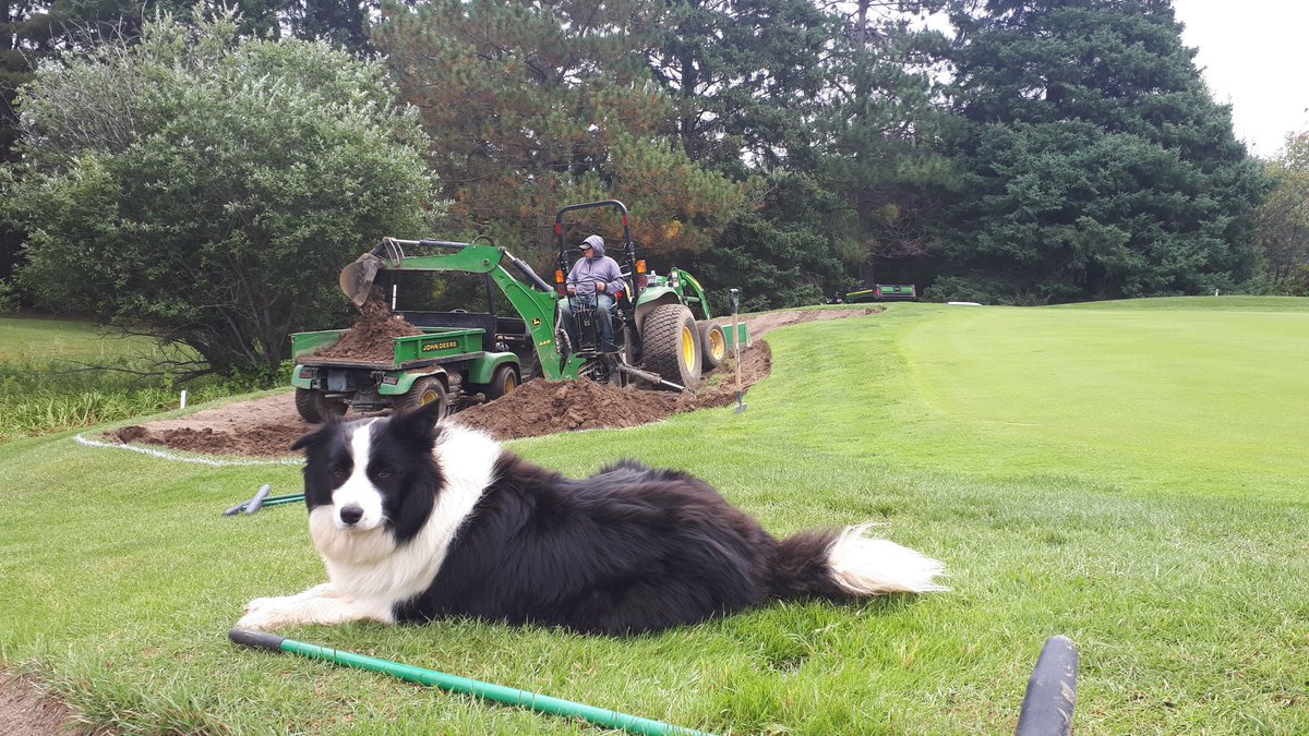 SuperPiperTBay's tweet photo. Here we go! Bunker reno number 3 on hole 11 @Golf_FWCC #finnapproved #dogsofturf #bossman https://t.co/nuzlV5Xl2q
