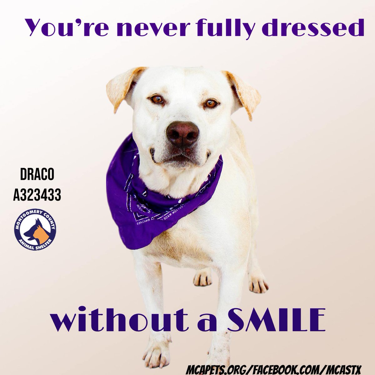 Draco (A323433) wants you to make sure you that you complete your outfit with a smile on your face! This smiley boy is a 2 year old lab mix, who obviously loves smiling for the camera. We are sure he will put a smile on your face when you meet him! bit.ly/2KZuQrc