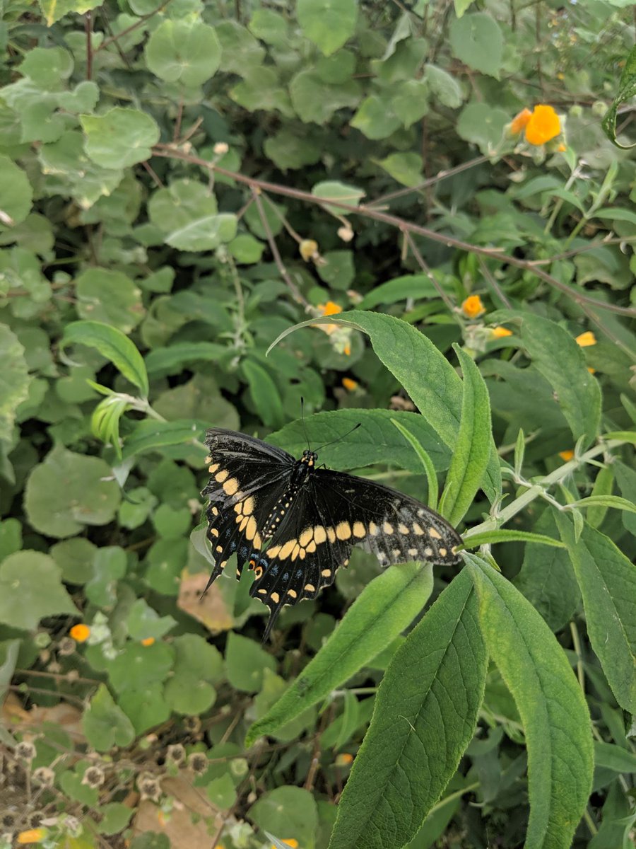 AlzheimersSD's tweet photo. 30+ people living with dementia and their care partners made some special connections at Butterfly Farms in Encinitas last Thursday🦋 #socialouting https://t.co/xx9d2mTCLm