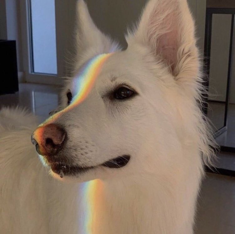 fluffanimals tweet picture