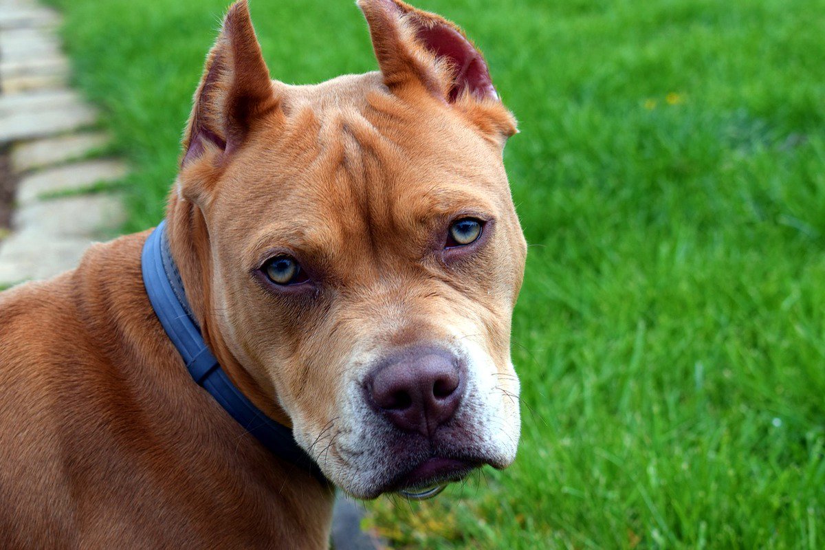 DiscoverPup tweet picture