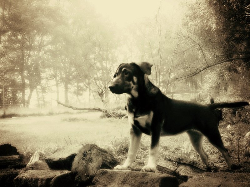 unterwegs mit 14 Hunden und das schon über 20 Monate. Jetzt schreib ich darüber und zeige viele Bilder.. SvenLeichsenring.home.blog !!