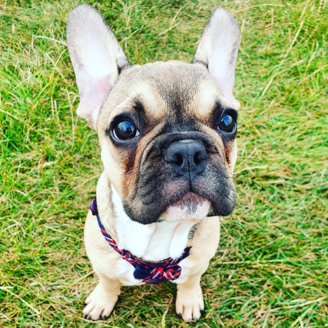 Paige_Giltrow's tweet photo. Walkies with the fur babies! #DogLife #3pics #nursenonactive https://t.co/zREVjoe6TH