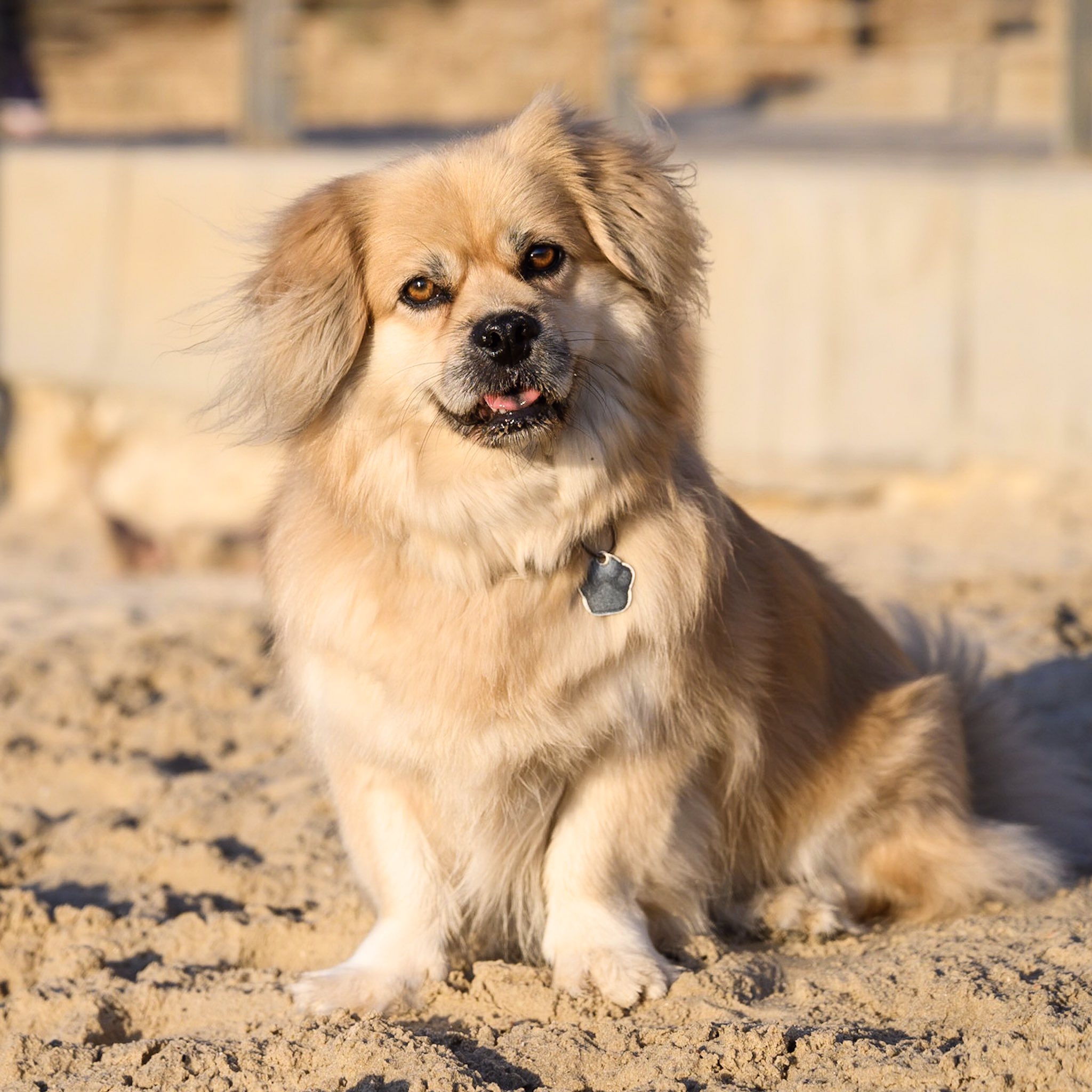The Dogist on X