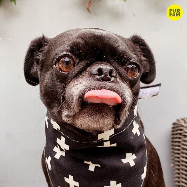 furfam's tweet photo. “Sun’s out. Tongues out.” -Kubrick https://t.co/lS4SKlrMFi