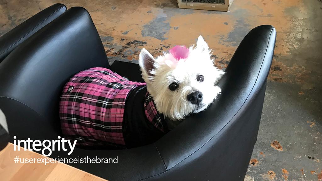 Integrity_XD's tweet photo. Our furry friends make the best co-woofers! #Integrity is a #petfriendly office so your pups can spend the day by your side and with team. If you are interested in working with us, shoot us a line! #workperks https://t.co/1Ic1xoLLcC