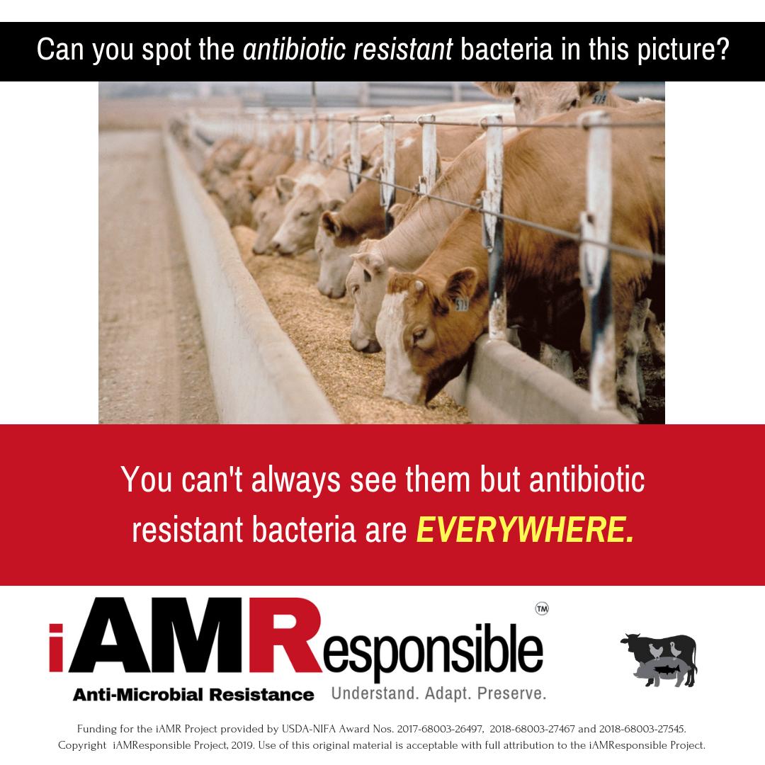 i_AMResponsible's tweet photo. #AntibioticResistance has been found in the digestive systems of all kinds of animals - from dogs and cats, to insects, birds, fish and livestock animals. This is why preventing infection is vital for human AND animal health worldwide. #Vaccines #biosecurity #OneHealth https://t.co/bIkgCt1DLr