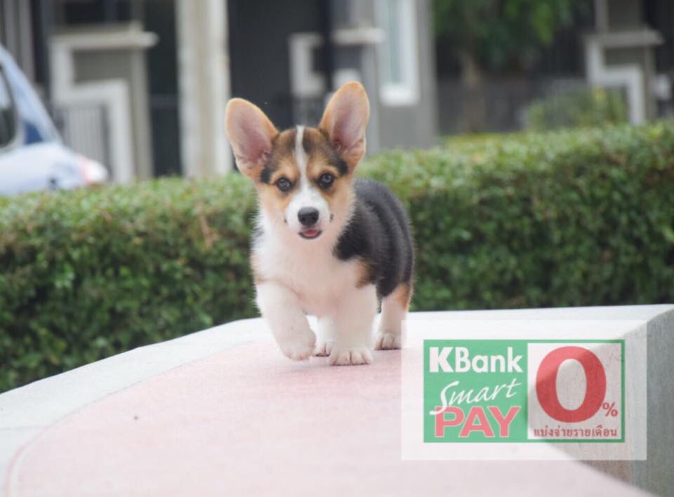 Dogfriendly15's tweet photo. คอร์กี้ 3 สี นำเข้า ต่างประเทศ
Welsh corgi เพศเมีย อายุ 2 เดือน
☎️ Tel. 096-9151563
#welshcorgi #หมาเตี้ย #คอร์กี้นำเข้าต่างประเทศ #ขายคอร์กี้ #คอร์กี้ #คอร์กี้เคนเนล #หมาคอร์กี้ #คอร์กี้น้อย #คอร์กี้ราคา #corgi #นำเข้าคอรกี้ #ราคาคอรกี้ #ฟาร์มคอรกี้ #คอรกี้ #Corgiwelsh https://t.co/chKIddechG