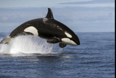 eco_fighters's tweet photo. Let's begin with Why? Why would you kill these whales?Whale slaughter is a cruel and sad practice this shouldn't be happening.

#whales https://t.co/qOasslAeQd