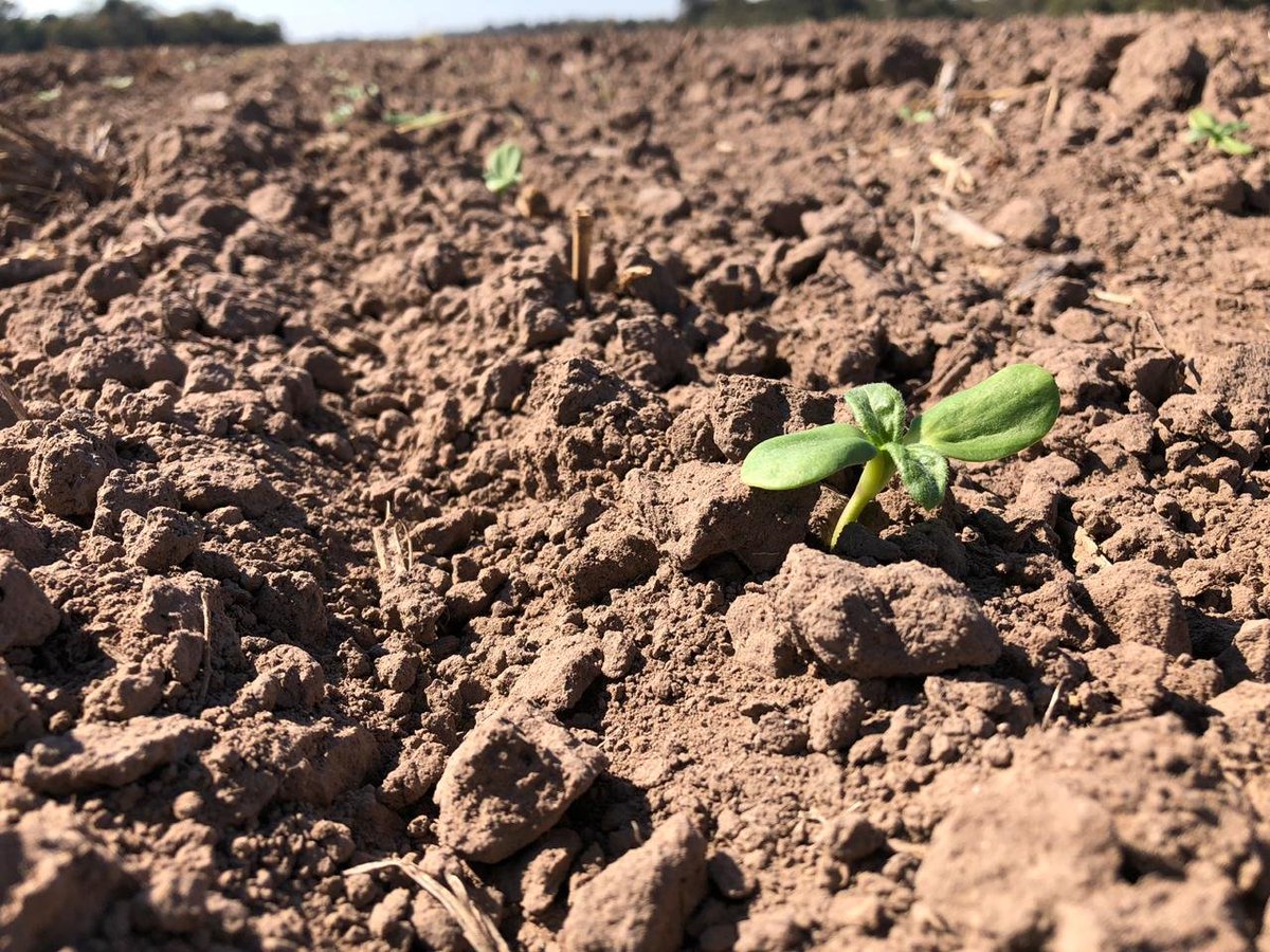 Agroinsumos Dionisi tweet media