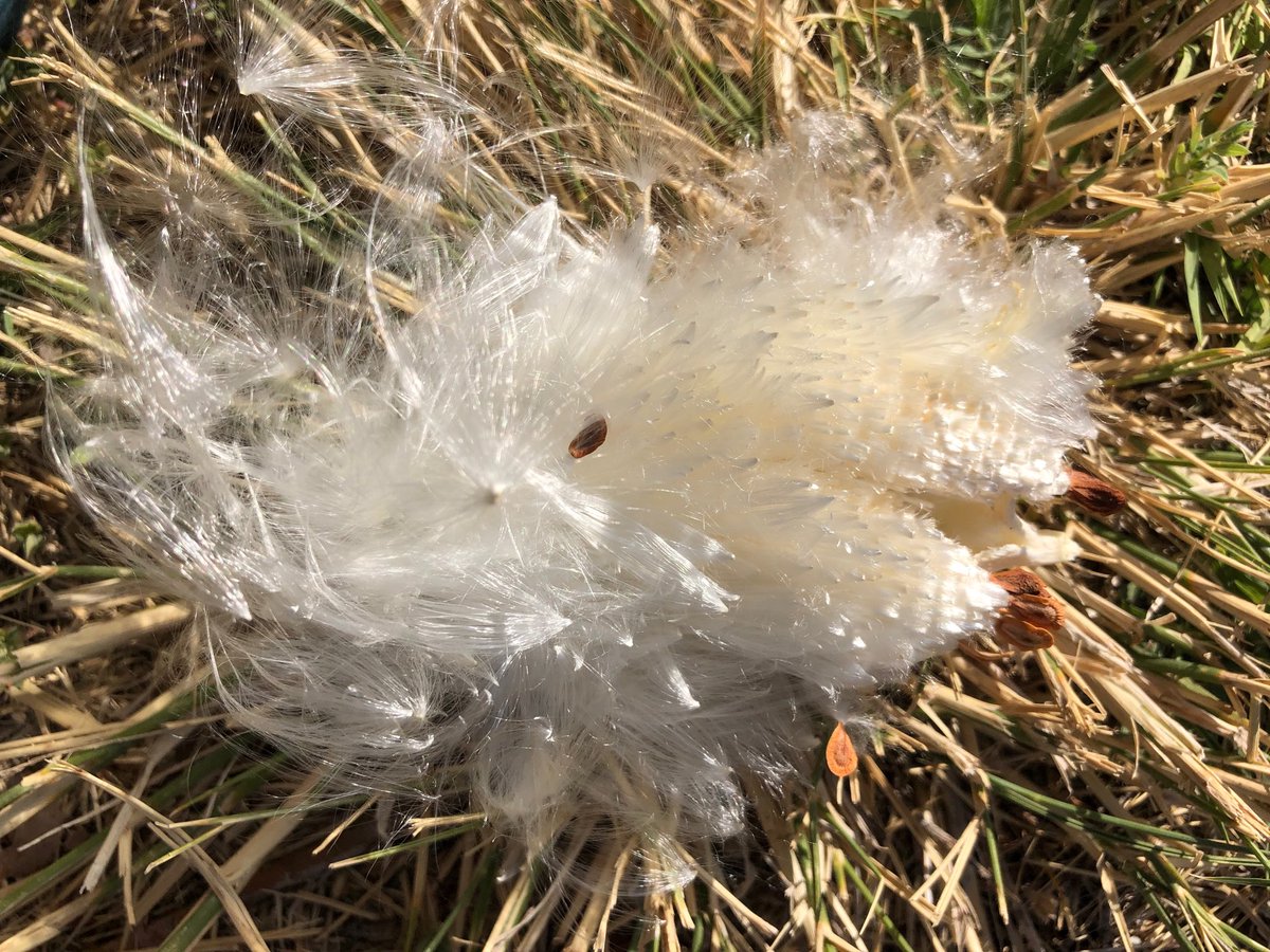 katebfrey's tweet image. The divinely soft and fluffy down attached to milkweed seeds. #milkweeds #nativeplants #wildseeds