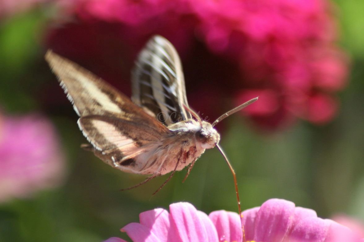 mrsroadrunner aka Coralie tweet media