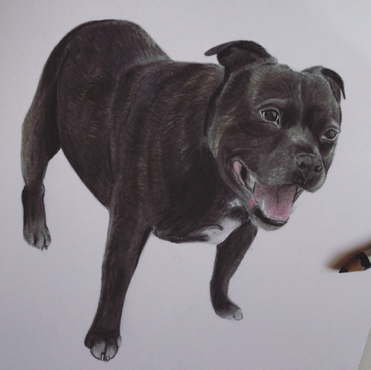 One of my most recent memorial commissions.
Ozzy the Staffy 💙