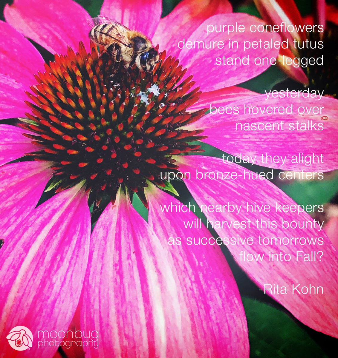 A beautiful work on a beautiful day. This was a collaboration with the amazing Rita Kohn. She has such a way with words. Thank you for the opportunity, Rita.