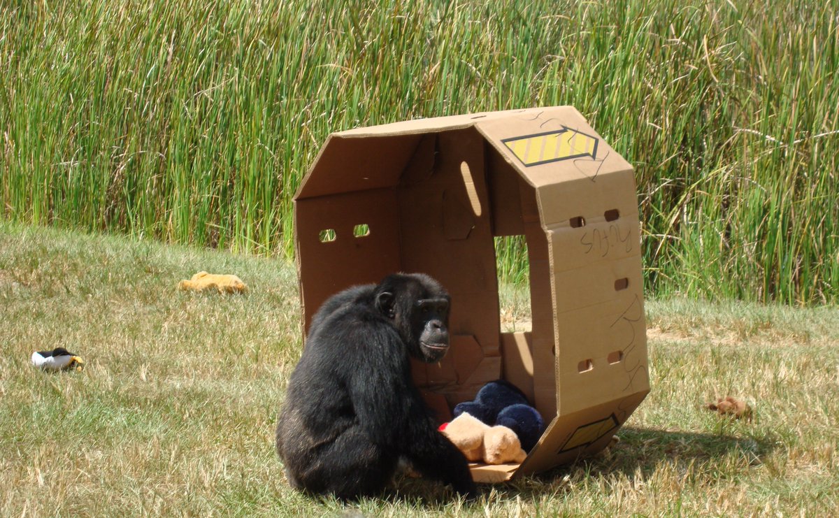 SaveTheChimps's tweet photo. Spudnut LOVES boxes. Especially big ones that he can sit in! :)

#FeaturedChimp #ChimpOfTheWeek #SpudnutTheChimp #Spudnut #Chimp #Chimpanzee #GreatApe #Boxes #Box https://t.co/5e5vYlAp5w