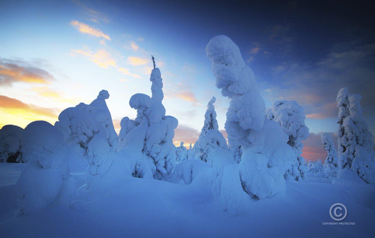 VisualFinland's tweet image. Todellinen talven ihmemaa: tykkypuut auringonlaskussa Iso-Syötteen huipulla.

Kuva Visual Finland -kuvapankissa: visualfinland.com/downloads/kuva…

#talvi #valokuvaus #syöte #isosyöte #matkailu #kotimaanmatkailu #suomi #kuvapankki @IsoSyote #visitfinland #Finland #discoveringfinland