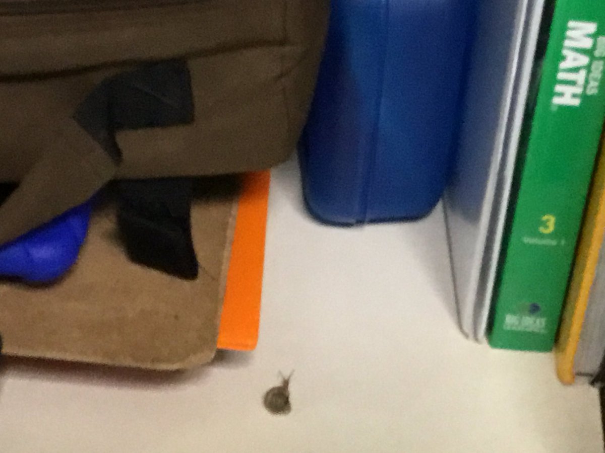 th1rdstheword's tweet photo. Someone found a snail in a cubby #snailgroup πby.ramsey #classpets #bobthebuilder https://t.co/2SXiyj7pgS