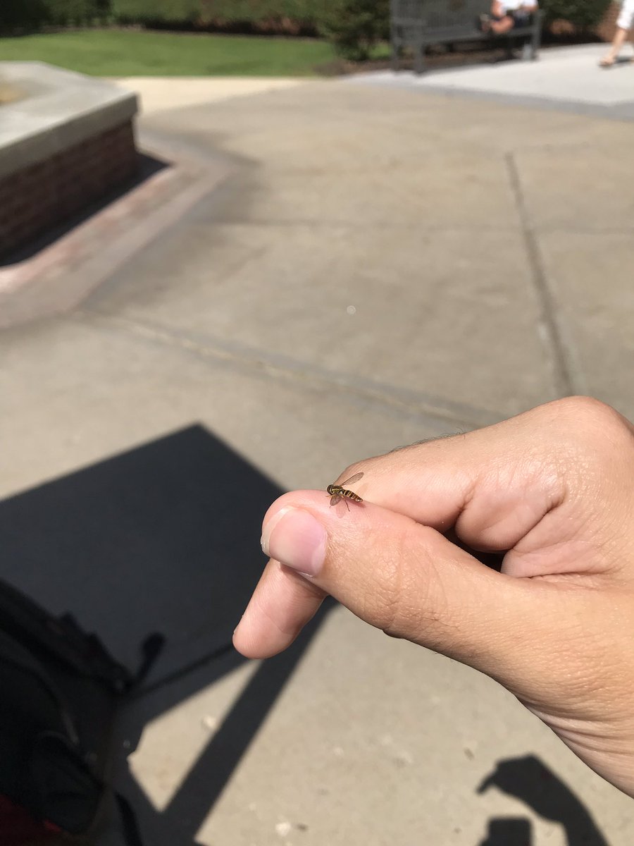 facksonjyfe's tweet photo. I befriended a bee, named him bubbles, and then Matthew Schoonover murdered him. RIP bubbles https://t.co/0HNrgUVjIm