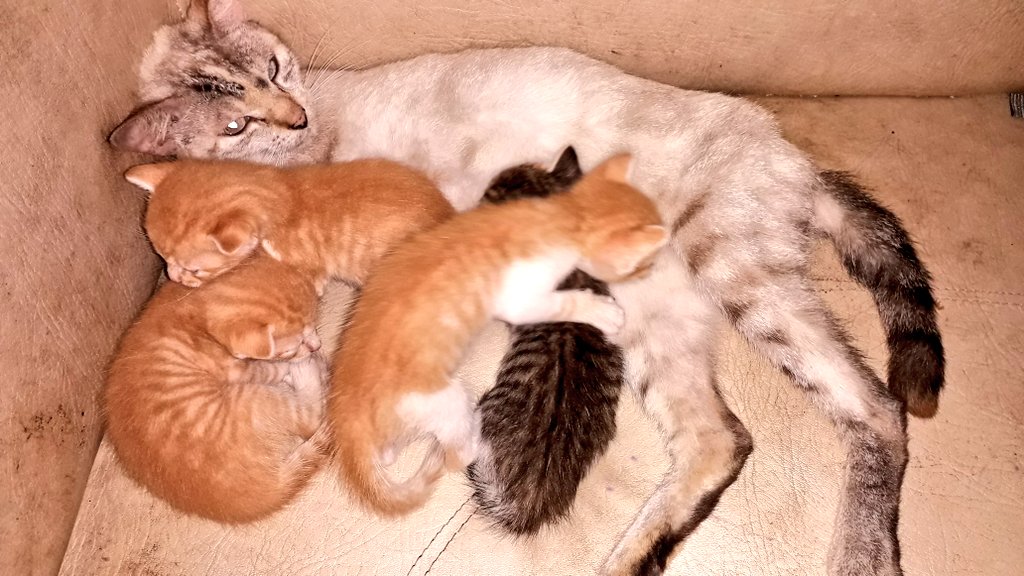 ClaritaSA2's tweet photo. @13_fargo 😊❤ tienen 3 semanas 🐱🐈 https://t.co/t51pElqNou