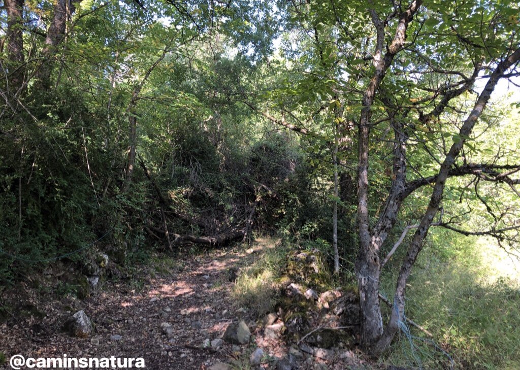 caminsnatura's tweet photo. Pel camí de #Peramea a #Bretui, a la comarca del #PallarsSobirà. https://t.co/QrB1o2Rc0A
